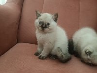 British shorthair blue point yavrular