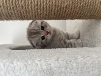3 erkek ve 1 dişi scottish fold yavrularım