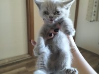 Cok uyguna maviş gözlü british shorthair yavrular