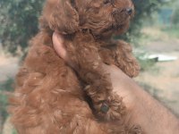 Kore poodle erkek yavru