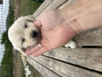 Baby face safkan golden retriever yavrular