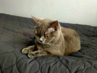 British shorthair kül rengi dişi