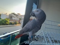 3 Yaşında Jako Papağanı Bilezikli Ful Evcil İnsan Ayırmaz