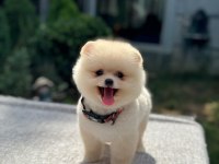 Sağlık Ve Irk Garantili Pomeranian