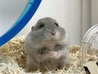 Sevimli gonzales hamster yavrular