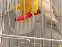 Albino Ve Lutino Takım Çift Sevda Papağanı