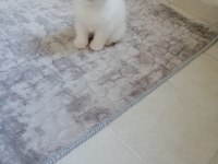 Scottish Fold Güzellik pofidik