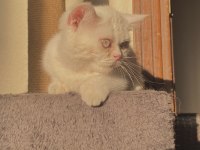 ERKEK BRİTİSH CİNSİ YAVRU KEDİMİZ