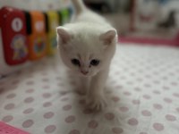 Trabzonda 50 günlük çok güzel british shorthair