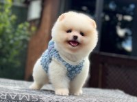 Sağlık Ve Irk Garantili Pomeranian Boo Köpeğimiz