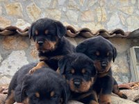 Rottweiler 2 - 2.5 Erkek - Dişi Üst Düzey Yavrular