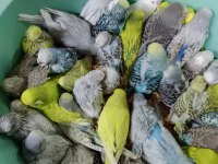 KONUŞTURMALIK RENK GÜZELİ SHOW JUMBO MUHABBET YAVRULAR
