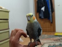 Full evcil sultan papağanı