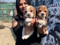 Elizabet dişi beagle yavrularım