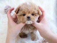 KORE GEN HATTI MALTİPOO BEBEKLERİM