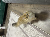 Güzeller Güzeli British Longhair Mia