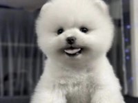 Pomerianan Boo Köpeğimiz