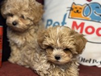 Ankaranın en seçkin tea cup kore maltipoo ları