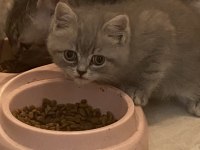 British Shorthair 60 Günlük