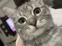 British shorthair oğluma yuva arıyoruz