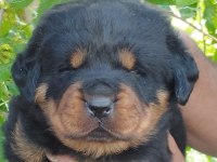 Irk garantili rottweiler yavruları