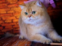 British Shorthair Dişi ve Aktif Erkek