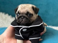 IRK GARANTİLİ PUG YAVRULARI