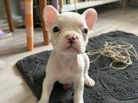 Mükemmel french bulldog yavrular hazır