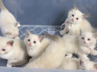 45 günlük ragdoll yavrular