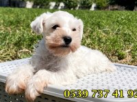 ÜST DÜZEY BEYAZ MİNYATÜR SCHNAUZER BEBEKLER