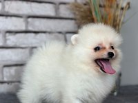 Pomeranian boo
