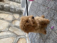 Toy Poodle 5 Aylık
