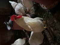 7+1 köy tavuğu ordu merkez