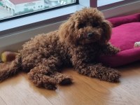Toy Poodle Red Brown Kore safkan dişi-erkek yavrular