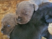 Blue Cane Corso Yavrularımız