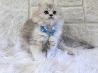 British Shorthair Beyaz Erkek