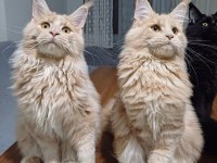 Dev kediler krem aslan erkek maine coon