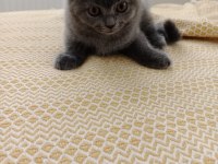 SAFKAN IRK SCOTTİSH FOLD KEDİLER
