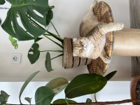Prenses scottish fold kızımıza eş arıyoruz