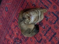 Scottish Fold Kedimize Eş Arıyoruz