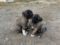 Orjinal sivas kangal yavruları