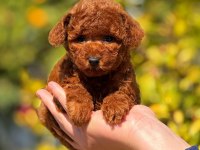 2.5 aylık üst kalite toy poodle dişi yavrumuz