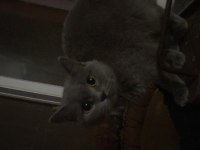 Acil sahiplendirme british shorthair