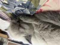 british shorthair blue point 2 aylık yavrumuz (dişi)