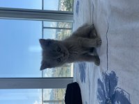 Her fotoğrafta ayrı kediler vardır