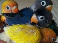 Rengarenk Cennet Papağanı El Besleme Bebekler