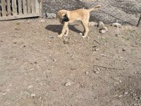 3.5 aylığa yakın dişi kaliteli yavru köpeğimiz