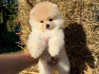 Yavru Pomeranian Boo Köpekler