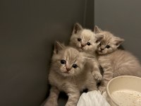 2 aylık british shorthair bebekler