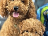 Toy poodle köpeklerimiz